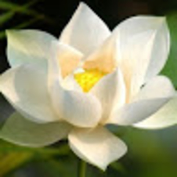 Meet your Posher, Ashley - Picture 1 of 1